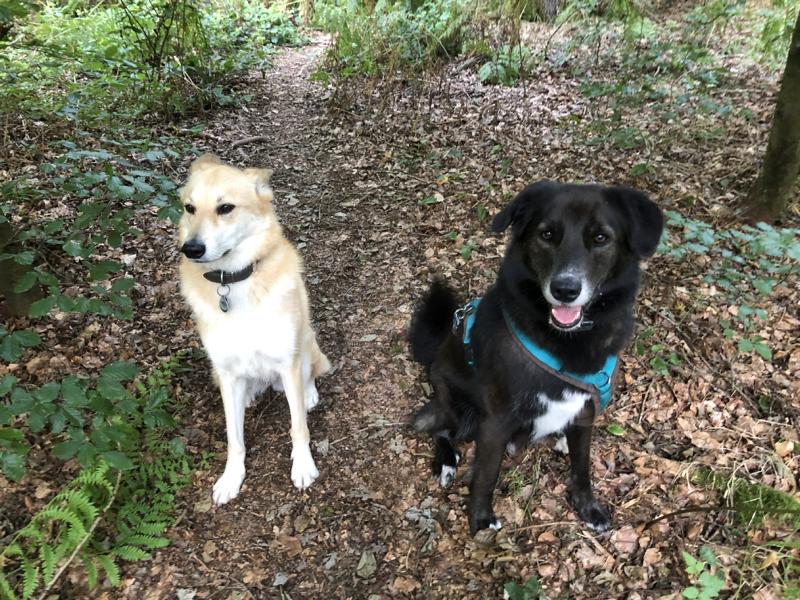 Zwei Hunde, einer ganz hell, der andere schwarz.
