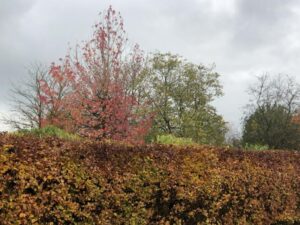 Mehr über den Artikel erfahren Mein 12 von 12 im November 2024 – Noch einmal in Farben schwelgen