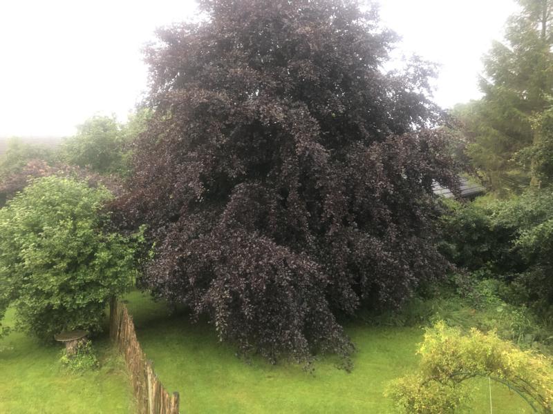 Garten mit Blutbuche im Regen