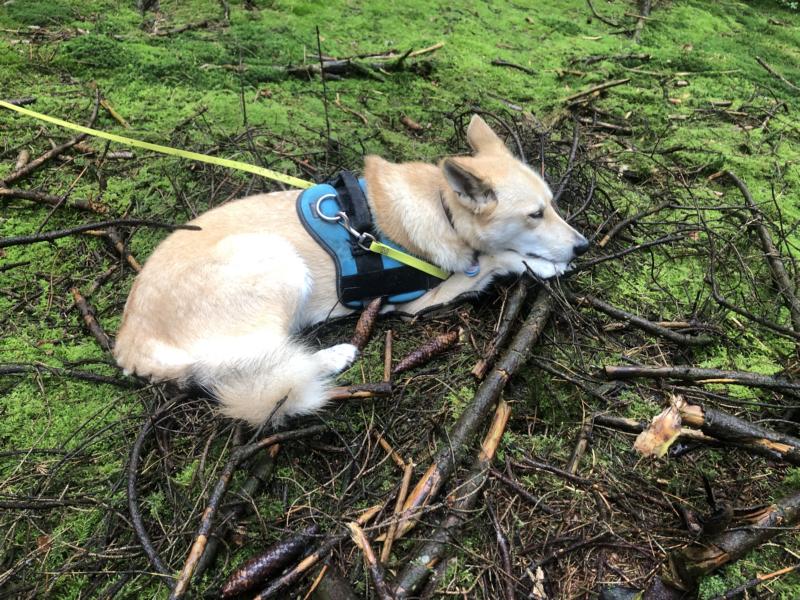 Heller Hund, der es sich auf ein paar Ästen gemütlich. gemacht hat