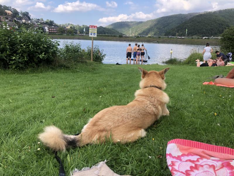 Mit Hund an der Badestelle in Rurberg