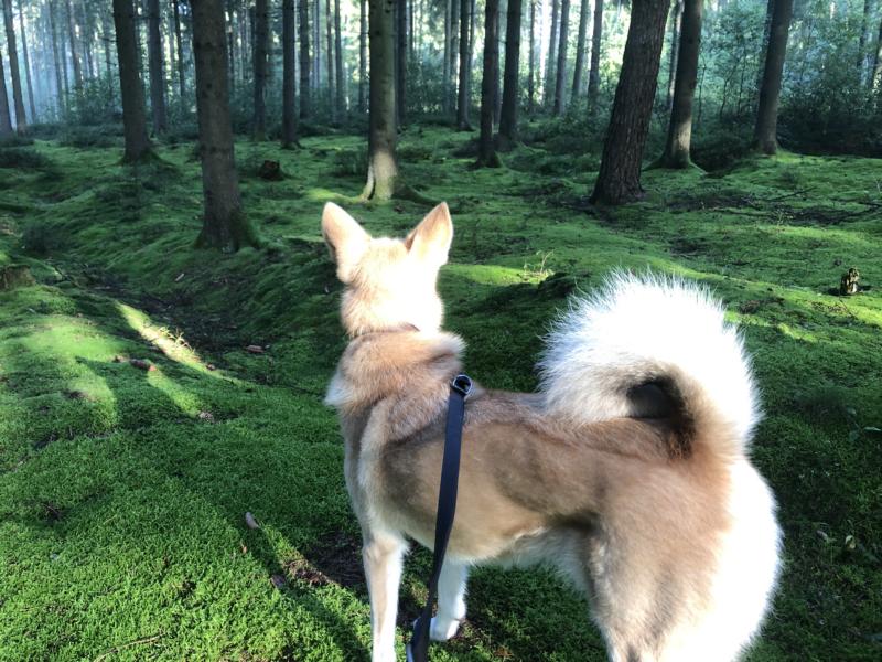 Heller Hund steht im Wald und nimmt Witterung auf