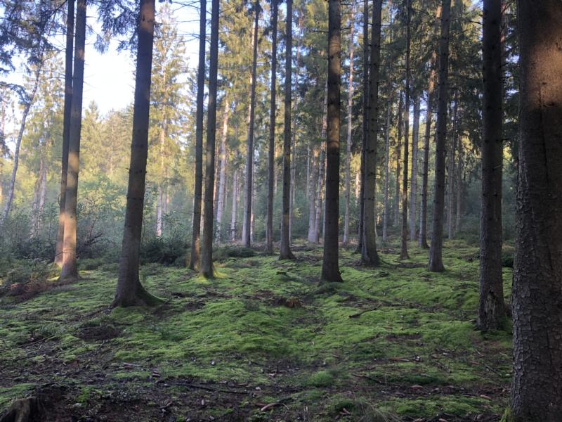 luftiger Fichtenwald mit grünem Moosteppich