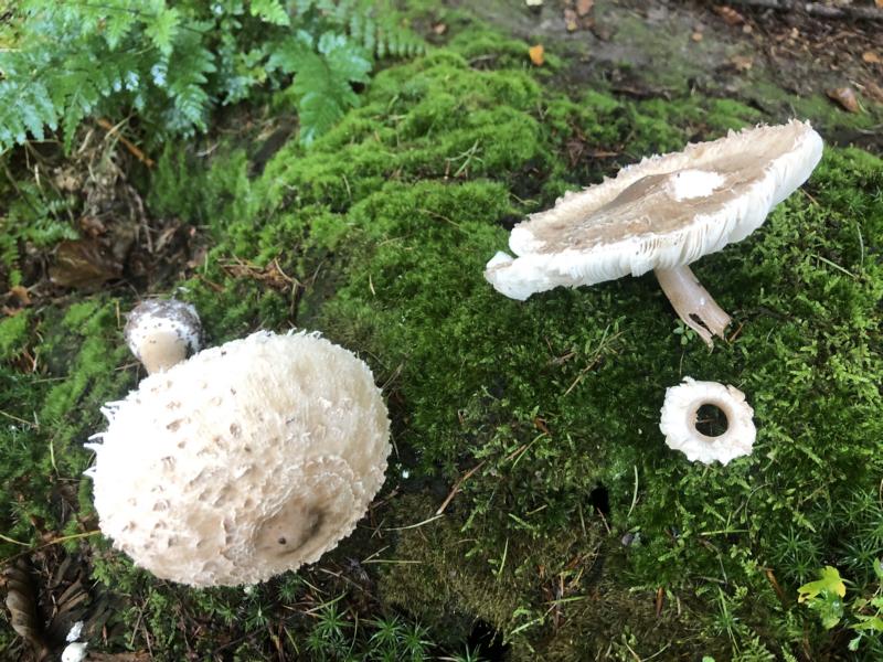 Zwei Parasol mit abgelöstem Ring