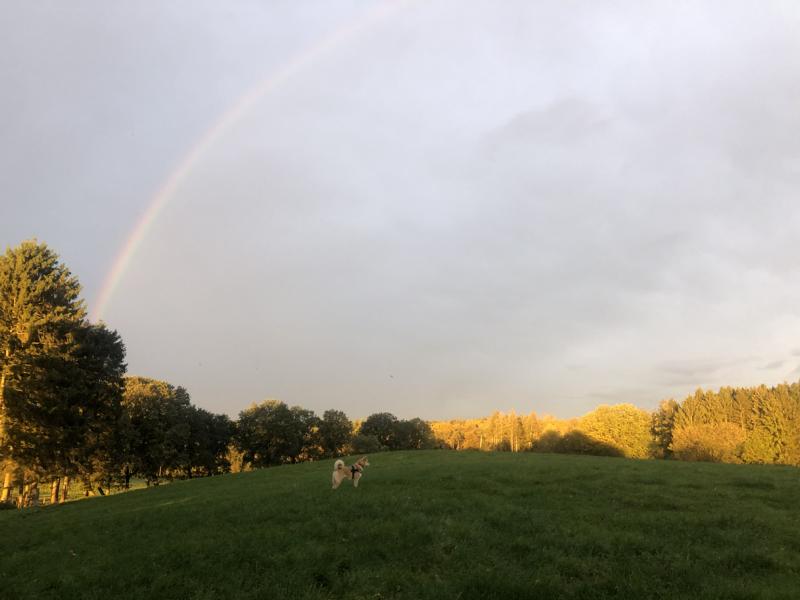 Regenbogen über einer Landschaft mit Hund