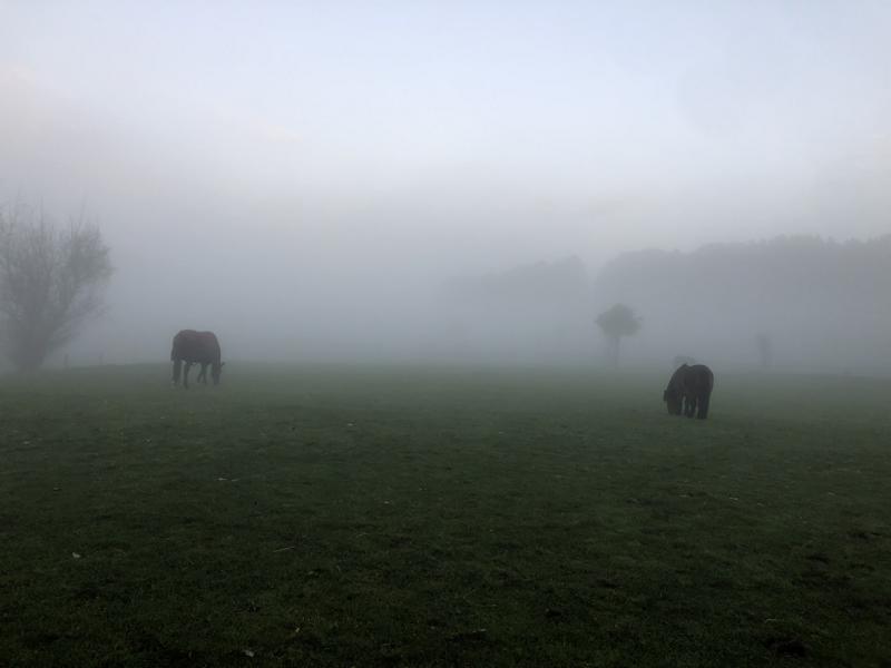 Zwei Pferde im Nebel auf der Weeide