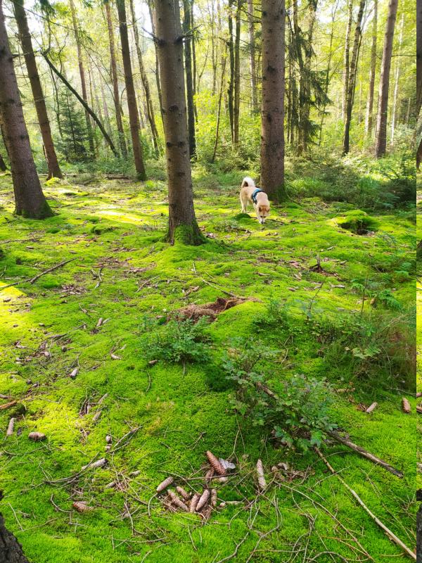 Hund streift auf grünen Moosmatten durch den Wald.