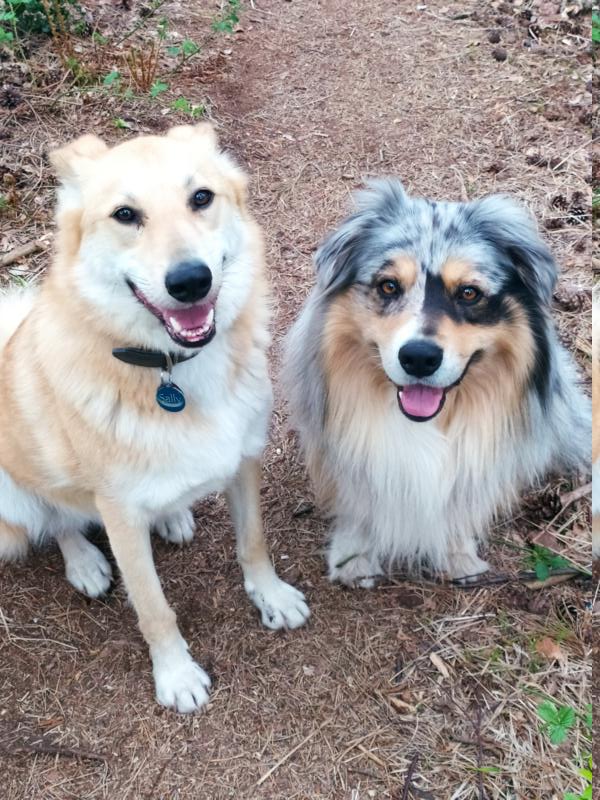 Zwei Hunde nebeneinander sitzend, die in die Kamera schauen. Ein Australien Shepherd und ein hellbeiger Mischlingshund.