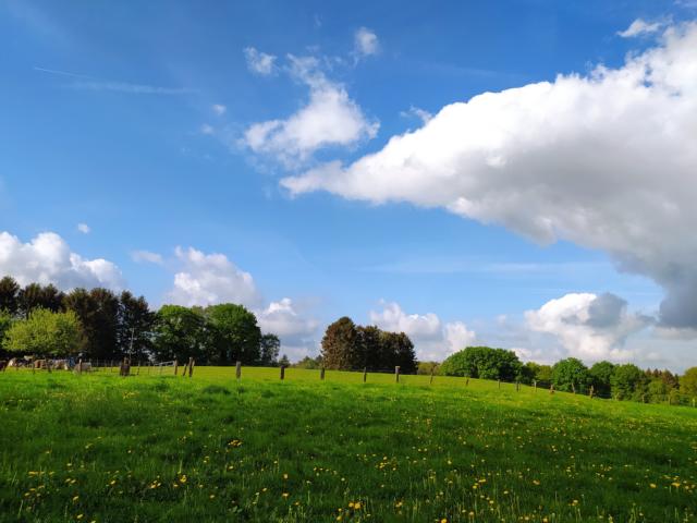 Weide mit Löwenzahn und Bäumen im Hintergrund unter voluminösen Schönwetterwolken.