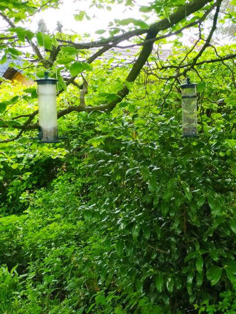 fast leere Futterbehälter für Gartenvögel, die in einer Rotbuche hängen.