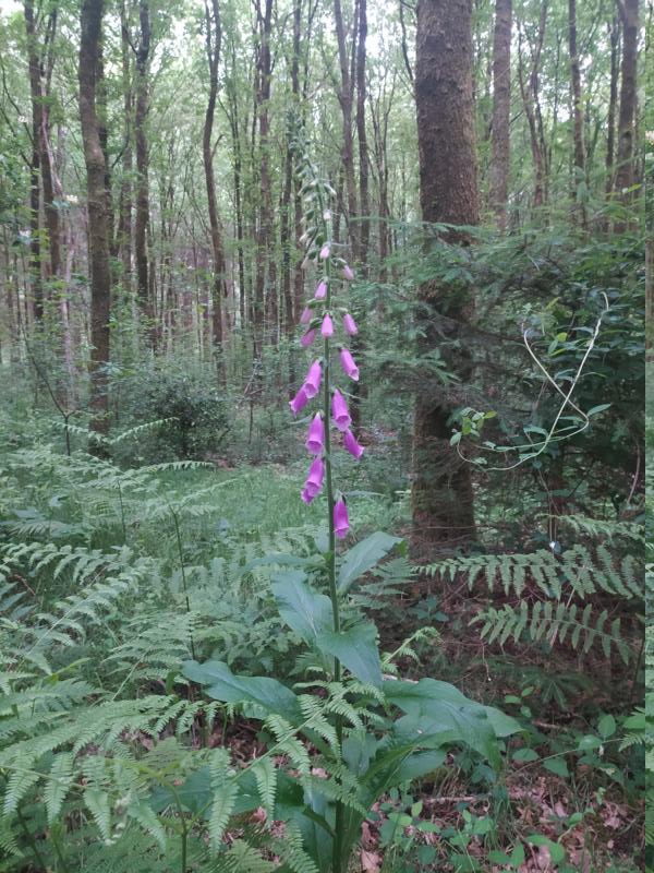 violett blühender Fingerhut im Wald