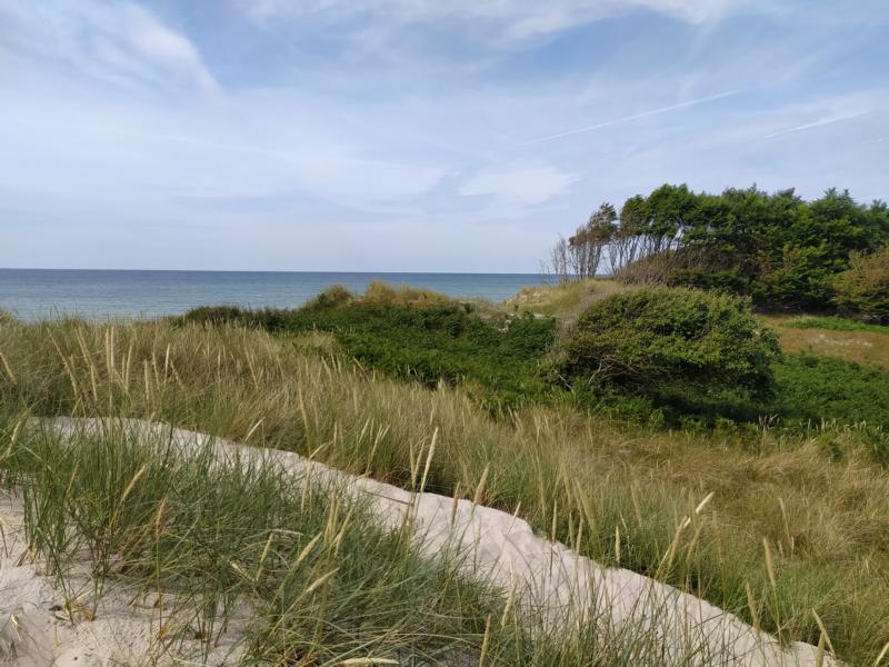 Blick über bewaldete Dünen aufs Meer