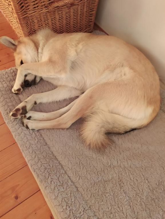 schlafender Hund auf Matte, mit Pfote über den Kopf gelegt