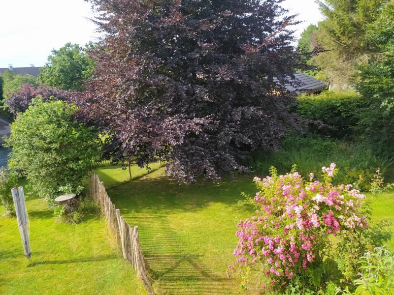 Garten aus dem Fenster aufgenommen, mit blühenden Rosenbüschen