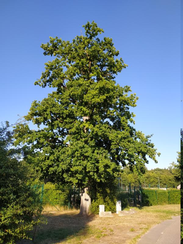 Laubbaum vor knatschblauem Himmel