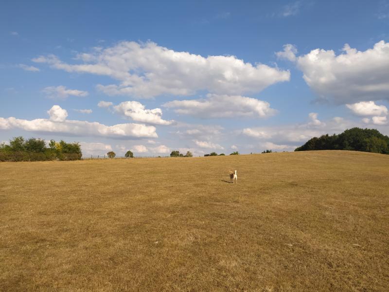 Hund auf einer vertrockneten Wiese