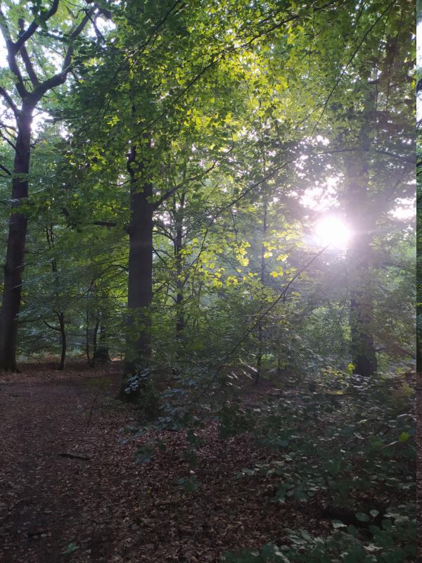 Sonne im Wald, durch die Bäume zu sehen