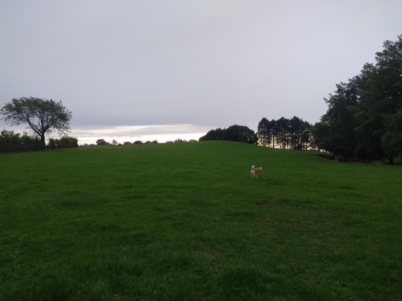 Hund auf einer sattgrünen Wiese am frühen Abend