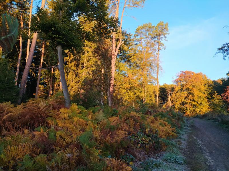 Herbstwald