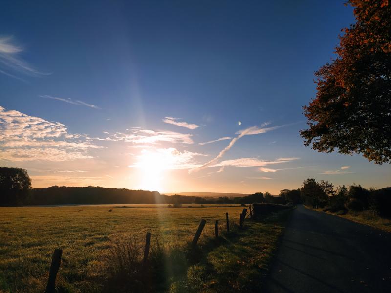 Wiesenlandschaft am frühen Morgen