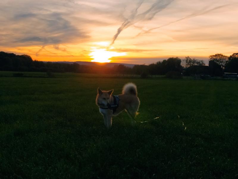 Hund beim Sonnenuntergang