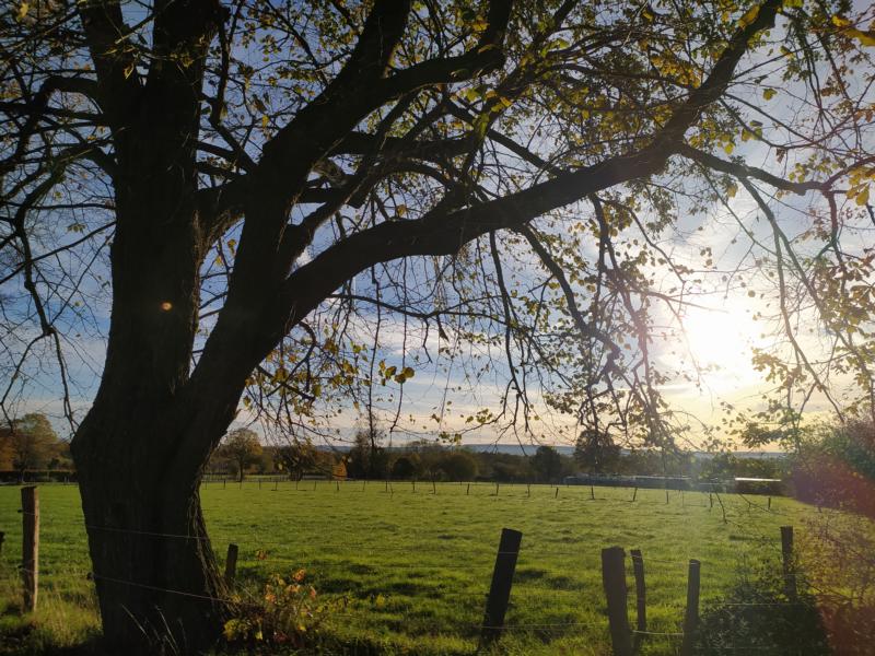 Wiesenlandschaft