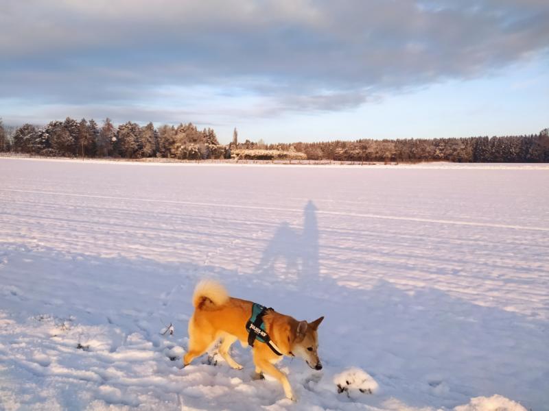 Hund im Schnee