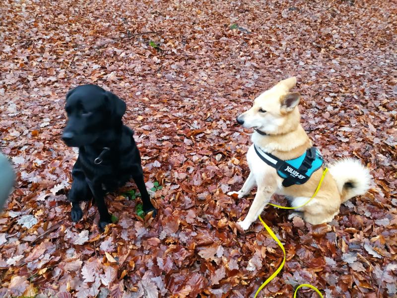 Ein schwarzer und ein heller Hund, auf Laub sitzend