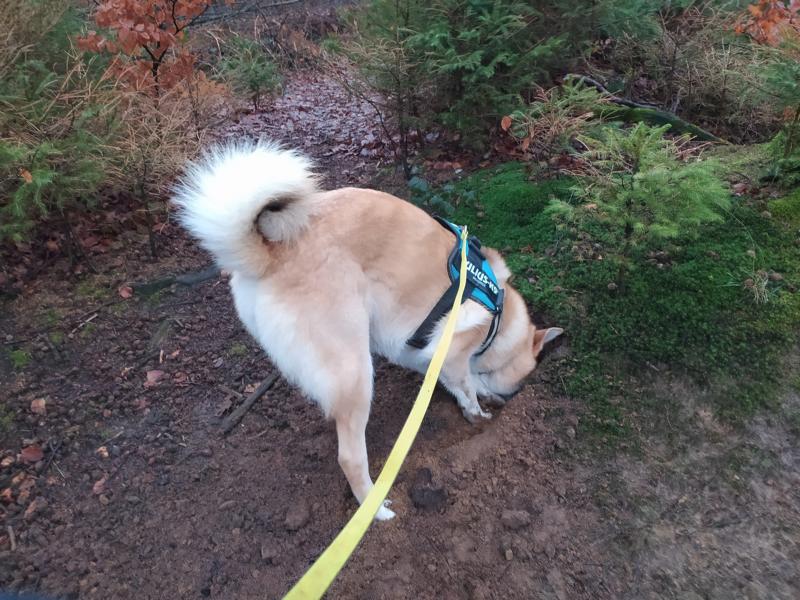 Hund gräbt nach Mäusen