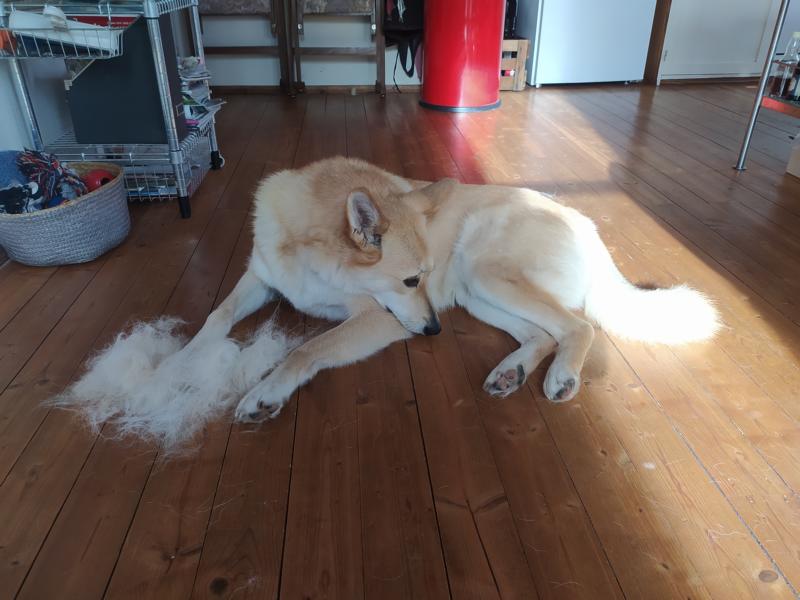 Hund mit ausgekämmtem Haarbüschel