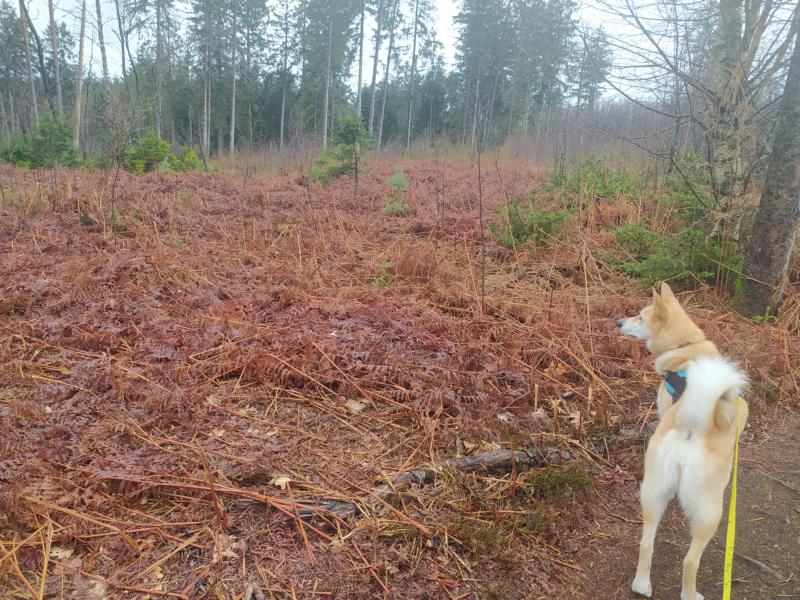 Hund vor abgestorbenem Farn