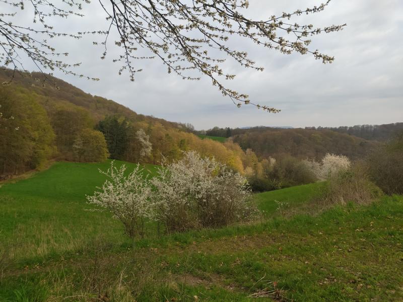 Landschaft mit blühendem Weißdorn