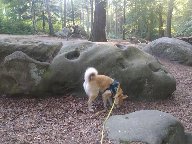 Hund vor Zyklopensteinen im Aachener Wald