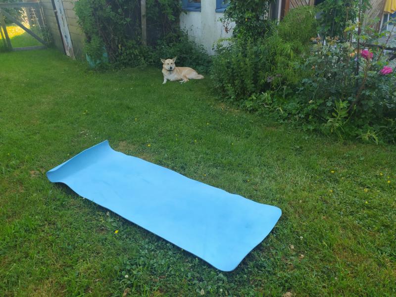 Yogamatte mit Hund im Garten