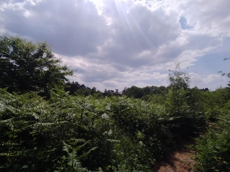 Farnlandschaft unter wolkigem Himmel