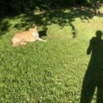 Frau als Schatten mit Hund im Garten