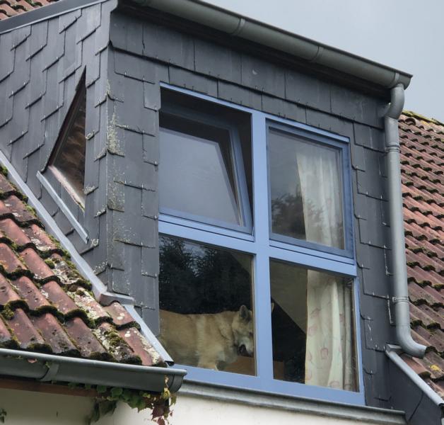 Hund, der am Dachfenster steht